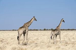 Images Dated 17th August 2012: Giraffes -Giraffa camelopardalis-, Etosha National Park, Namibia