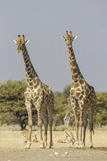 Images Dated 25th May 2012: Giraffes -Giraffa camelopardalis-, Etosha National Park, Namibia, Africa