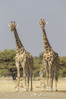Images Dated 25th May 2012: Giraffes -Giraffa camelopardalis-, Etosha National Park, Namibia, Africa