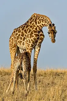Giraffes -Giraffa camelopardalis- adult female with young suckling, Msai Mara National Reserve, Kenya
