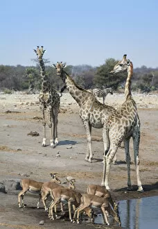 Giraffes -Giraffa camelopardalis- and Aepyceros melampus petersi- at the Chudob waterhole, Etosha National Park