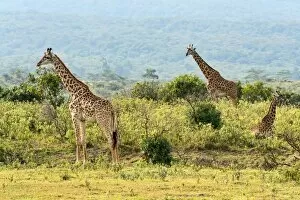 Images Dated 13th February 2014: Giraffes -Giraffa camelopardalis-, Arusha Region, Tanzania