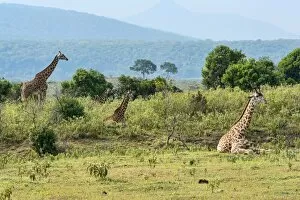 Images Dated 13th February 2014: Giraffes -Giraffa camelopardalis-, Arusha Region, Tanzania