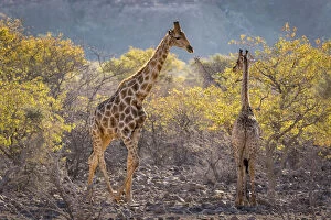 Images Dated 6th August 2016: Three giraffes (Giraffa camelopardalis camelopardalis) amidst acacia trees, Twyfelfontein, Namibia