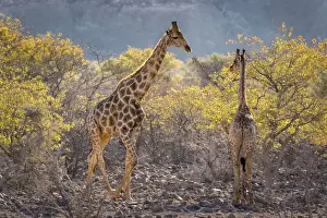 Two Animals Prints: Three giraffes (Giraffa camelopardalis camelopardalis) amidst acacia trees