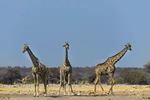 Three giraffes -Giraffa camelopardalis- at the Chudob waterhole, Etosha National Park, Namibia