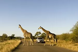 Incidental People Collection: Giraffes -Giraffa camelopardalis- crossing a road, a jeep at the back, Kruger National Park