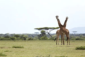 Images Dated 31st January 2011: Giraffes -Giraffa camelopardalis-, Serengeti, Tanzania, Africa