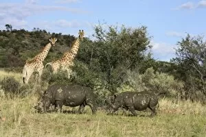 Giraffes -Giraffa camelopardalis- and White or Square-lipped Rhinoceroses -Ceratotherium simum-, Namibia, Africa