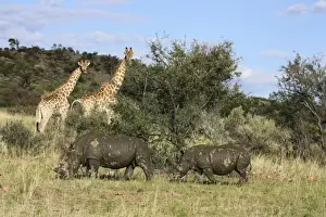 Rhinocerotidae Prints: Giraffes -Giraffa camelopardalis- and White or Square-lipped Rhinoceroses -Ceratotherium simum