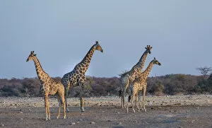 Images Dated 22nd August 2012: Giraffes -Giraffa camelopardis-, Chudop water hole, Etosha National Park, Namibia