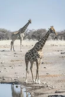 Images Dated 22nd August 2012: Giraffes -Giraffa camelopardis-, Chudop water hole, Etosha National Park, Namibia