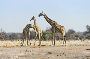 Three giraffes -Giraffa camelopardis-, Etosha National Park, Namibia