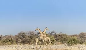 Two giraffes -Giraffa camelopardis- with crossed necks, Etosha National Park, Namibia