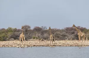Giraffes -Giraffa camelopardis- drinking, Klein Namutoni water hole, Etosha National Park, Namibia