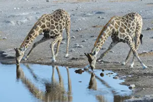 Two Giraffes -Giraffa camelopardis- drinking at the Chudop waterhole, Etosha National Park, Namibia