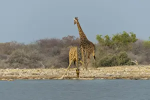 Two giraffes -Giraffa camelopardis- drinking at the Klein Namutoni waterhole, Etosha National Park, Namibia