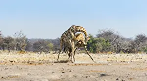 Aggressive Prints: Two giraffes -Giraffa camelopardis- fighting with each other