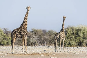 Giraffes -Giraffa camelopardis- near the waterhole of Chudop, Etosha National Park, Namibia