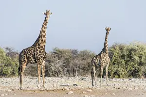 Giraffidae Prints: Giraffes -Giraffa camelopardis- near the waterhole of Chudop