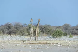 Two Giraffes -Giraffa camelopardis- standing side by side, Etosha National Park, Namibia