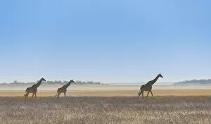 Images Dated 23rd August 2012: Three giraffes -Giraffa camelopardis- walking through the dry grass, Etosha National Park, Namibia