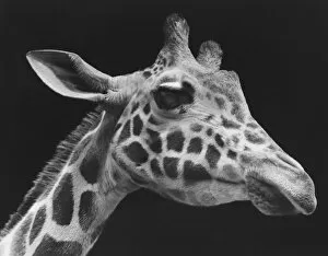 Images Dated 10th October 2006: Giraffes head (B&W)