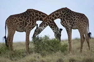 Images Dated 16th September 2009: Giraffes, Masai Mara Game Reserve, Kenya