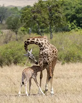 Giraffes, mother feeding baby, Masai Mara National Reserve, Kenya