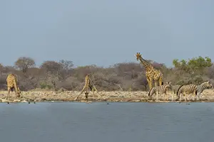 Giraffes and zebras at the waterhole, Giraffe -Giraffa camelopardis- and Burchells Zebra -Equus quagga burchellii-, Klein Namutoni waterhole, Etosha National Park, Namibia