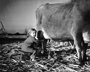 6 7 Years Prints: Girl (6-7) milking cow