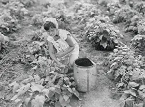 Wisconsin Prints: Girl in Bean Field