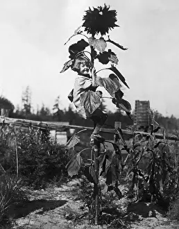 Huge Prints: Girl Climbs Giant Sunflower Plant