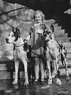 Images Dated 16th January 2011: Girl With Great Danes