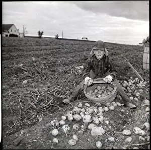 Maine Prints: Girl Harvesting Potatoes on Farm