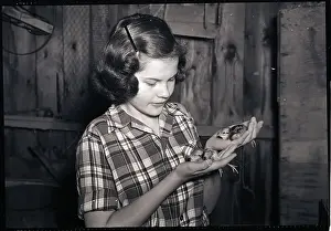 Fowl Prints: Girl Holding Pheasant Chicks