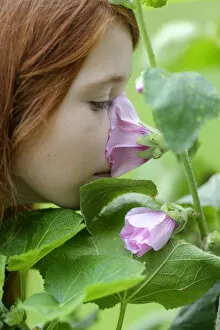 Images Dated 19th September 2014: Girl smelling a Hollyhock -Alcea rosea-