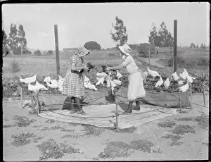 Girls Holding their Fighting Cocks