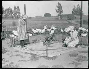 Girls Watching Cock Fight