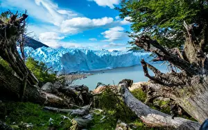 El Calafate Prints: Glacier and Green