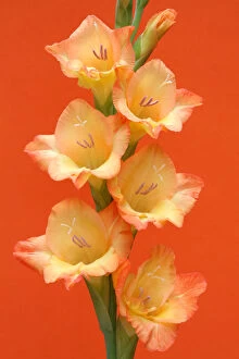 Flowers by Brian Haslam Collection: Gladiola