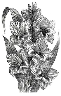 The End Prints: Gladiolus (gladiolus gandavensis)