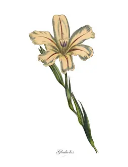 Gladiolus Plants, Victorian Botanical Illustration