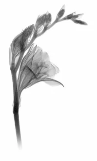 Radiography Collection: Gladiolus, X-ray