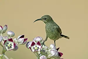 Arabic Prints: Glaenzender Sonnenvogel, Salalah, Oman, Asia