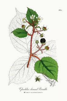 Images Dated 31st May 2018: Glandular-stemmed Bramble, Rubus glandulosus, Victorian Botanical Illustration, 1863