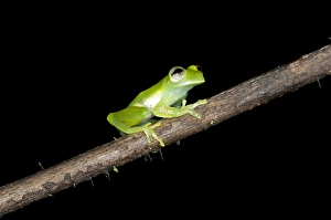 Glas frog -Cochranella midas-, sitting on a branch, Tiputini rain forest Glas frog -Cochranella midas-, sitting on a branch, Tiputini rain forest