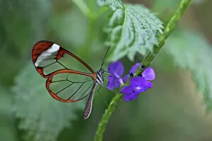 Images Dated 4th March 2012: Glasswinged butterfly -Greta oto- on a blue flower, Mainau island, Baden-Wuerttemberg, Germany