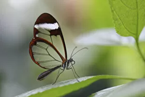 Images Dated 4th March 2012: Glasswinged butterfly -Greta oto- on a green leaf, Mainau island, Baden-Wuerttemberg, Germany