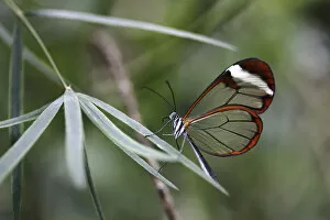 Images Dated 4th March 2012: Glasswinged butterfly -Greta oto-, Mainau island, Baden-Wuerttemberg, Germany, Europe